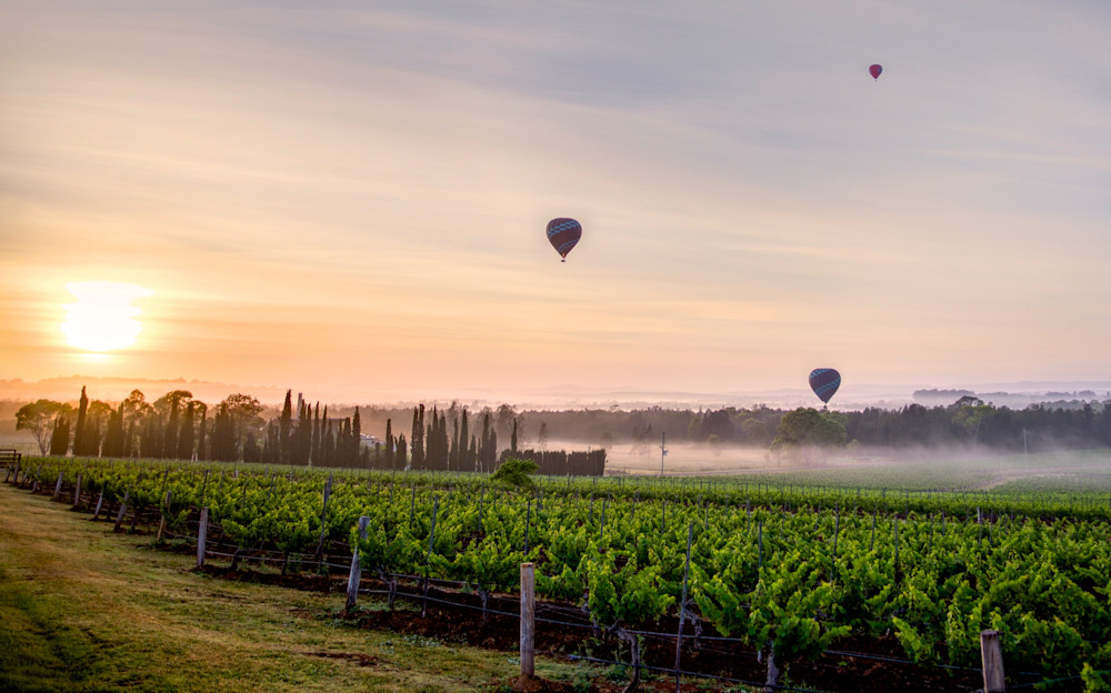 Morning Vines - Pokolbin Hunter Valley Wine Country NSW Australia | Sunrise Hot Air Balloons Morning Vines - Pokolbin Hunter Valley Wine Country NSW Australia | Sunrise Hot Air Balloons