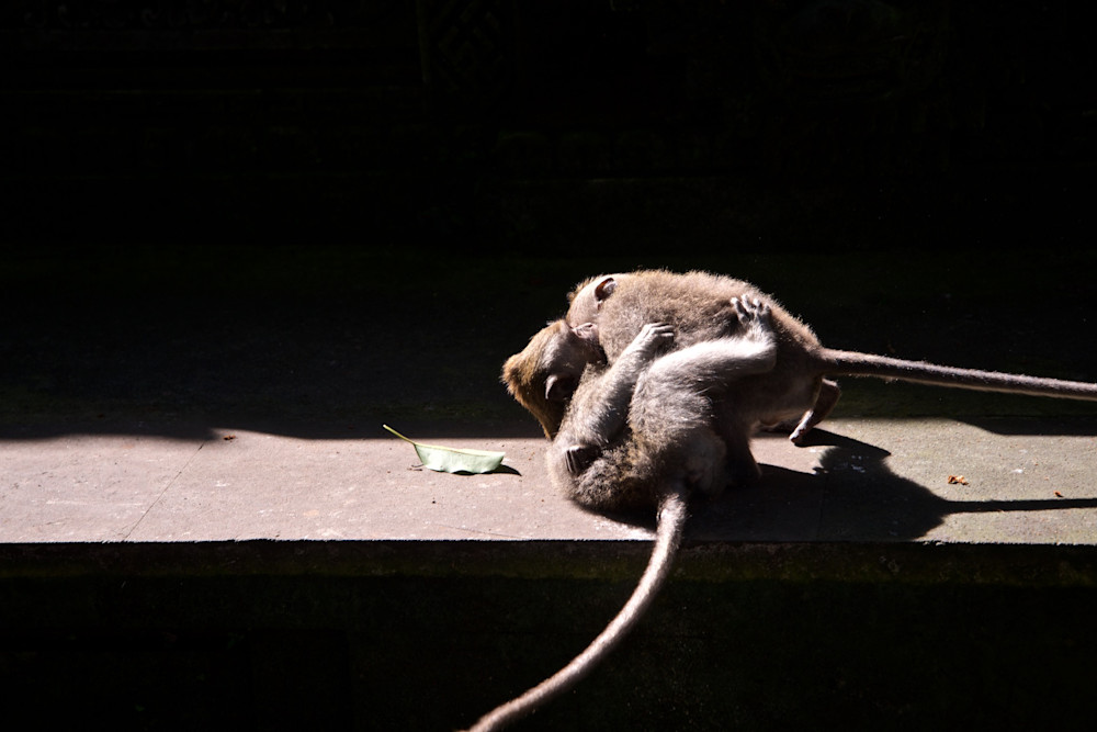 Monkey Capers - Monkey Forest Ubud Bali Indonesia Monkey Capers - Monkey Forest Ubud Bali Indonesia