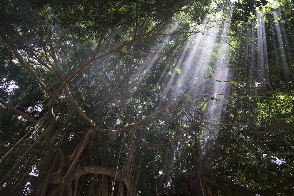 Komorebi - Ubud Bali Indonesia | Limited Edition Komorebi - Ubud Bali Indonesia | Limited Edition