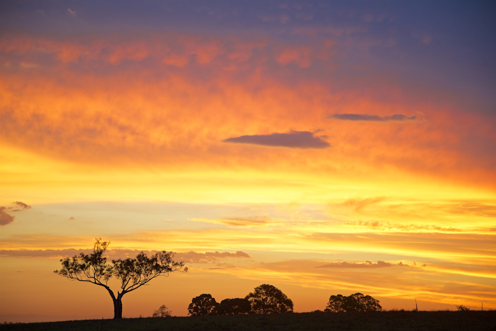 Golden Sentinel - Maitland Hunter Valley NSW Australia | Sunset Golden Sentinel - Maitland Hunter Valley NSW Australia | Sunset