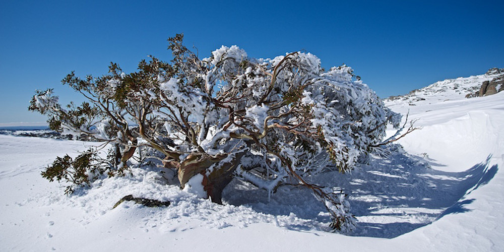 Frosted Snow Gum - Perisher Kosciuszko National Park NSW Australia | Snow Frosted Snow Gum - Perisher Kosciuszko National Park NSW Australia | Snow