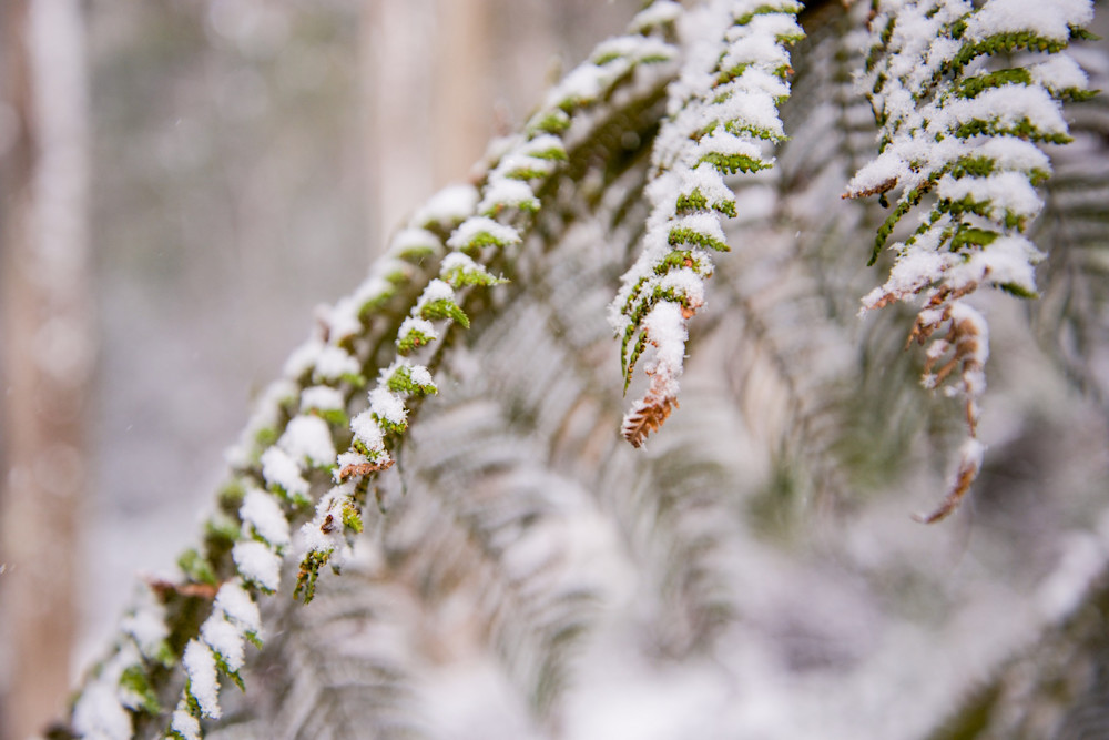 Frosted Fronds - Barrington Tops National Park Gloucester NSW Australia | Snow