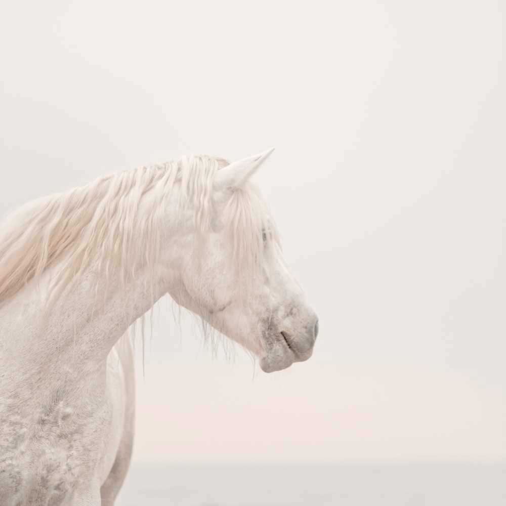 Unicorns Do Exist Photography Art | DE LA Gallery
