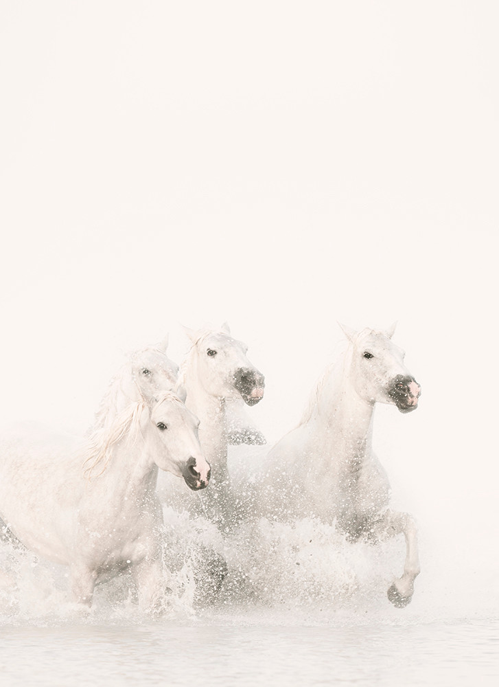 Pegasus Iii Photography Art | DE LA Gallery