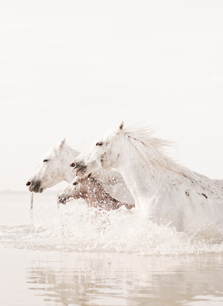 The Herd Photography Art | DE LA Gallery