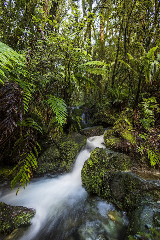 Hidden Water - Franz Josef Glacier Westland District South Island New Zealand Doug Hall | Waterfall Hidden Water - Franz Josef Glacier Westland District South Island New Zealand Doug Hall | Waterfall