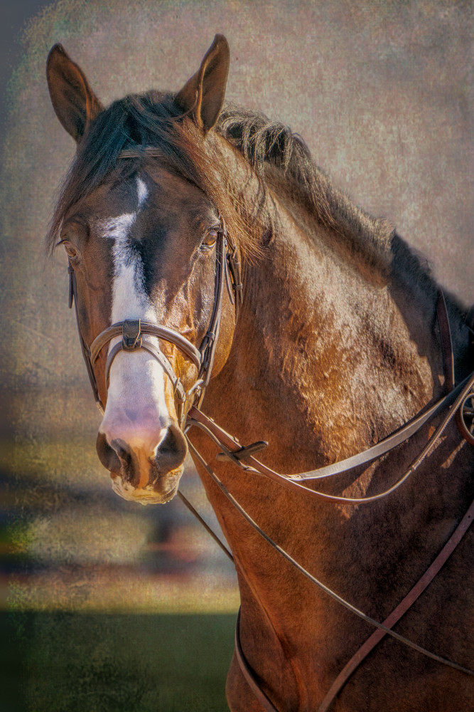 Bridle Portrait of Clintord 1 Bridle Portrait of Clintord 1
