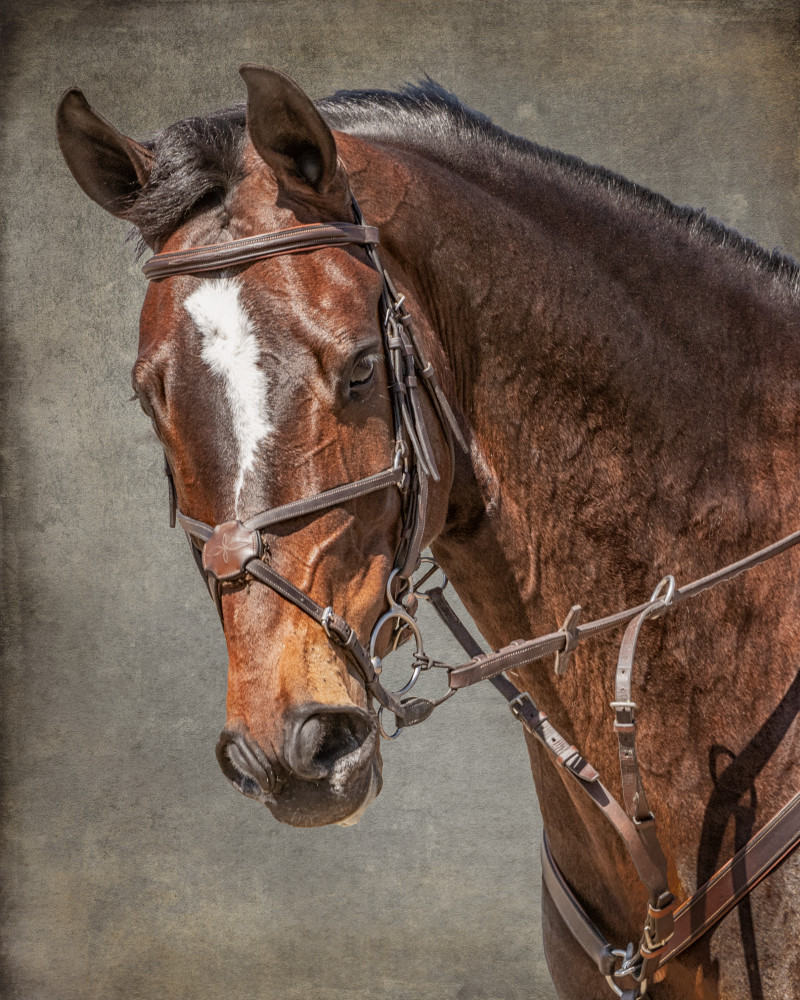 Bridle Portrait of a Bay Mare, color Bridle Portrait of a Bay Mare, color