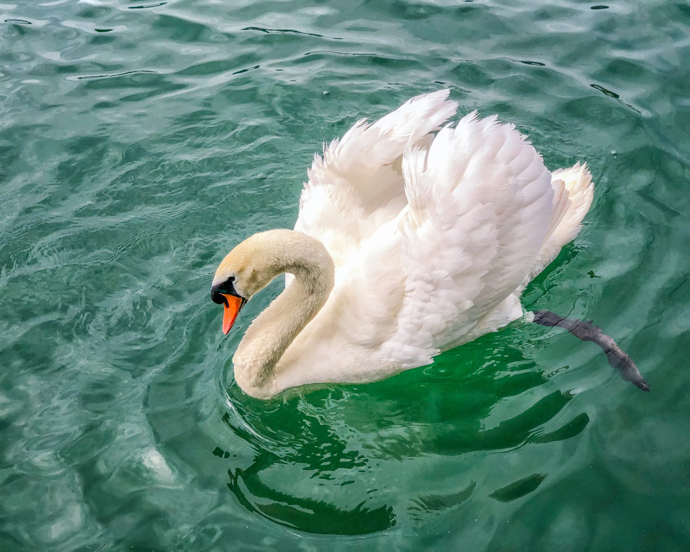 Swan, color Swan, color