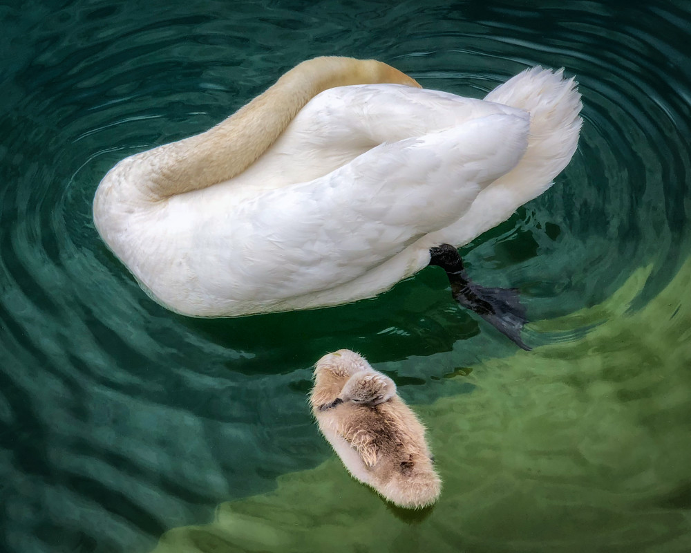 Sleeping Swans Photography Art | Carol Brooks Parker Fine Art Photography