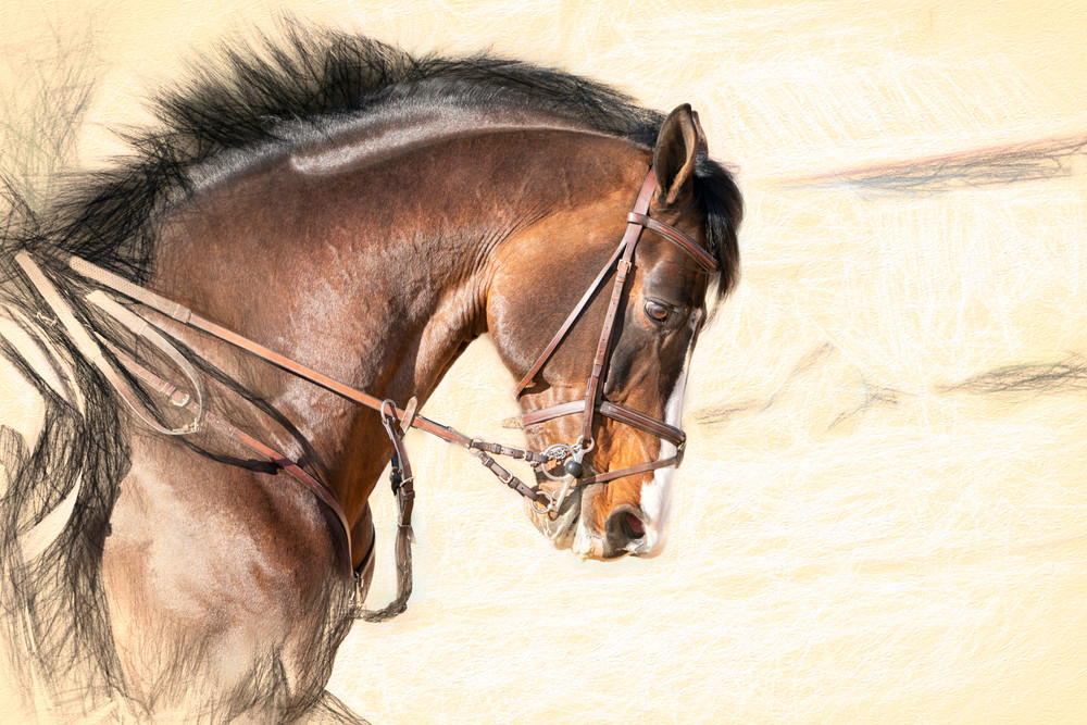 Bridle Portrait Sketch of Clintord Bridle Portrait Sketch of Clintord