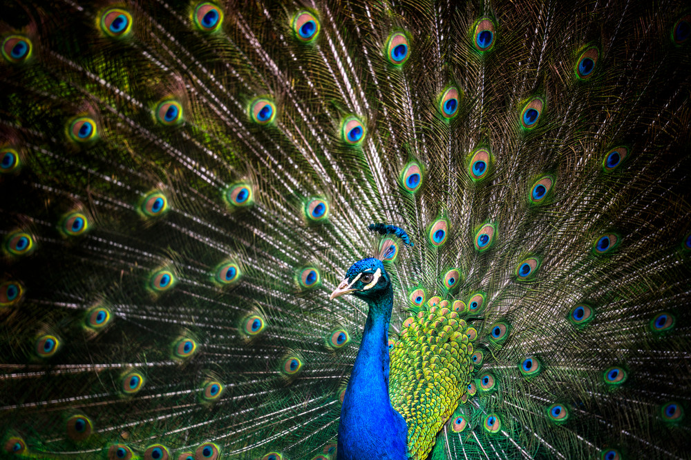 Peacock Eyes, color Peacock Eyes, color
