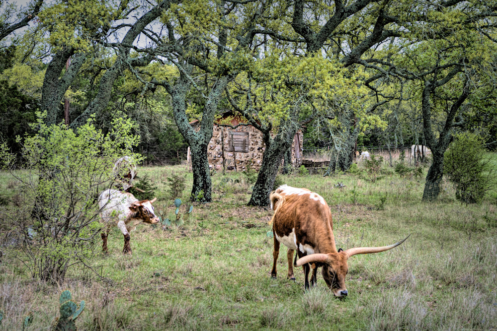 Texas Longhorns Grazing  Art | Larry Pagett LP Photography 