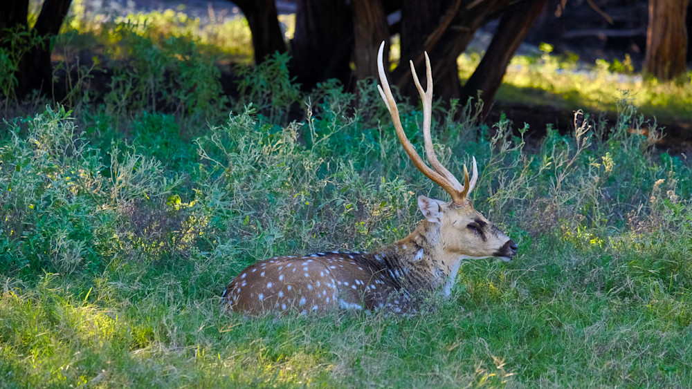 Axis Deer in Camouflage