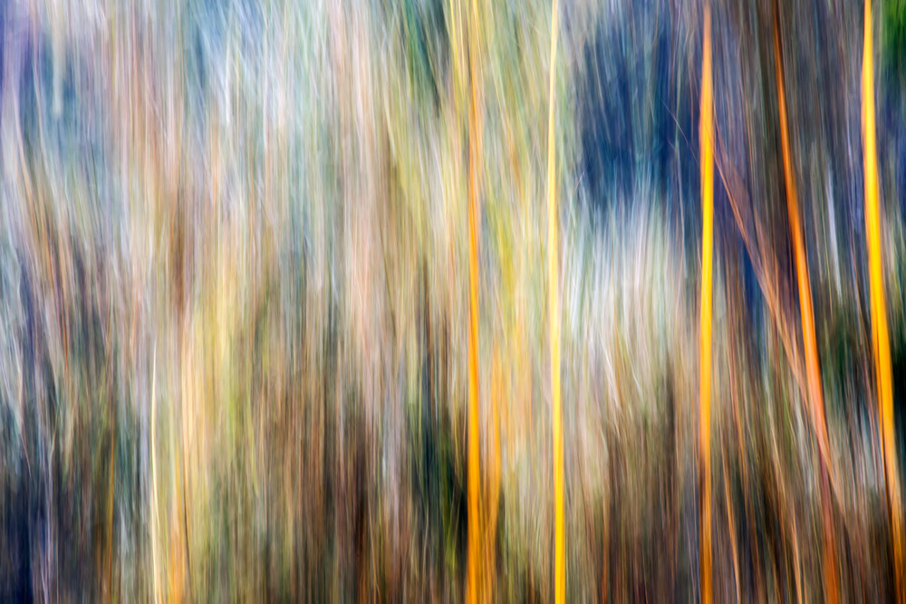 Bamboo Rainforest
