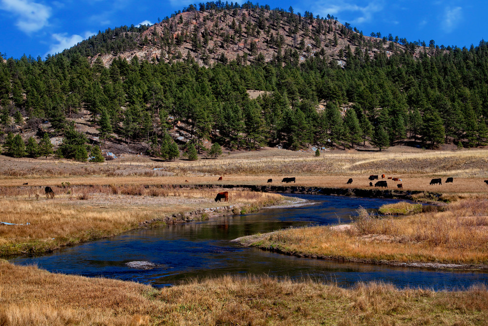 Grazing Photography Art | Dale Yakaites Photography