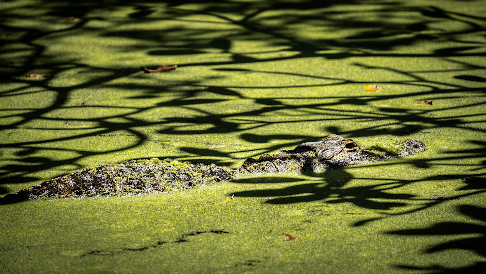 Swamp Gator Photography Art | Black Label Gallery