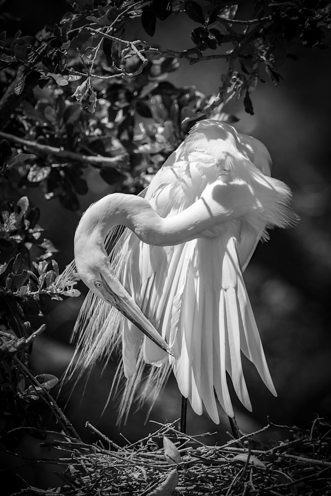 Preening Egret