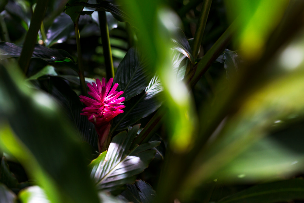 Hawaiian Ginger Flower On Moana Falls Trail Photograph For Sale As Fine Art