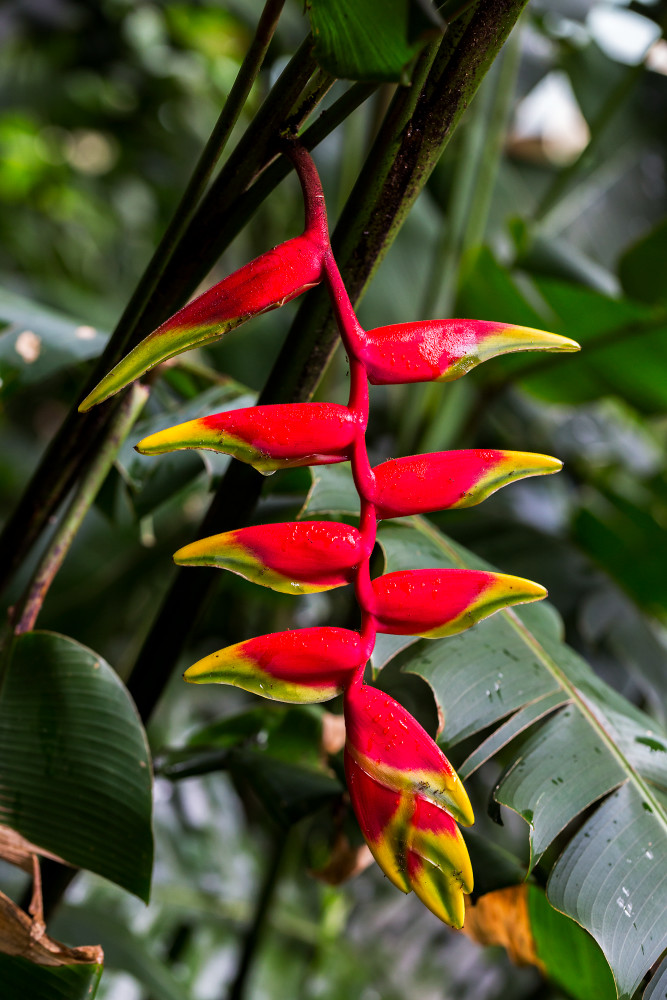 Heliconia At Waimea Valley Botanical Gardens Photograph For Sale As Fine Art
