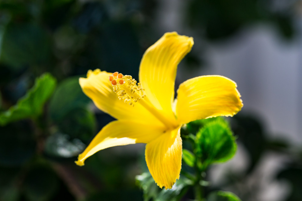 Yellow Hibiscus Flower In Hawaii Photograph For Sale As Fine Art