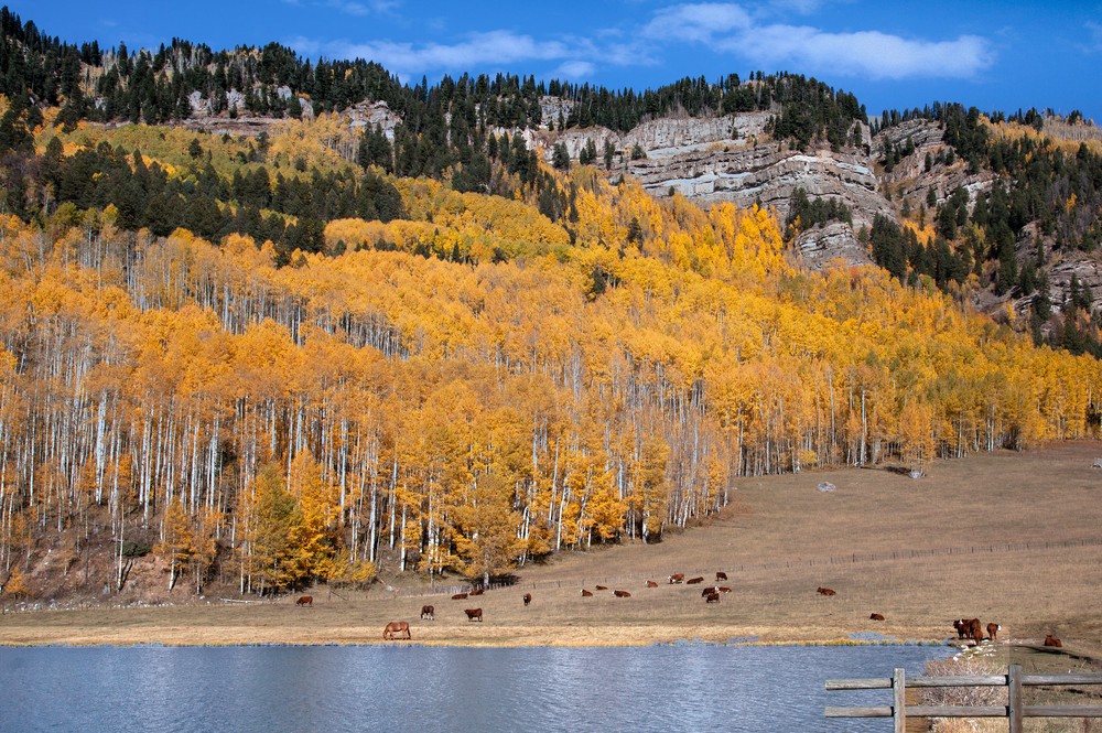 Aspen Cows N Bluff Photography Art | Dale Yakaites Photography
