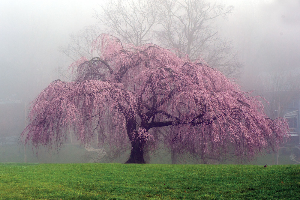 Japanese Weeping Cherry