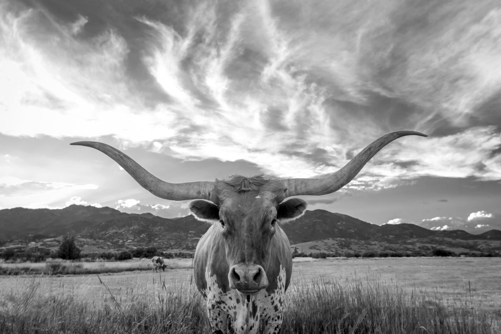 heber valley longhorn black and white