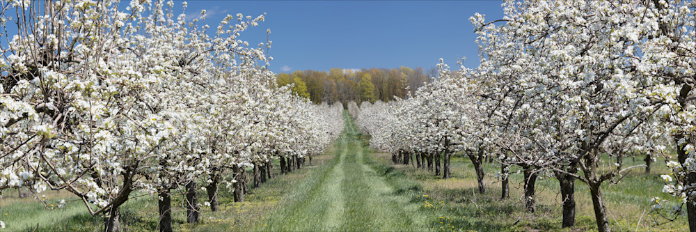 Apple Orchard in Bloom