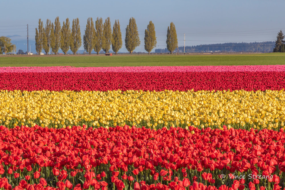 Colorful tulip field in Northwest Washington
