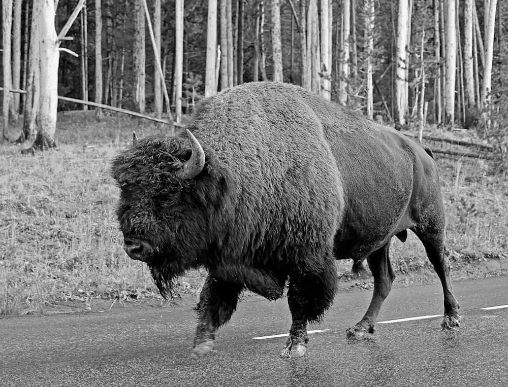 Bison Crossing in Yellowstone NP