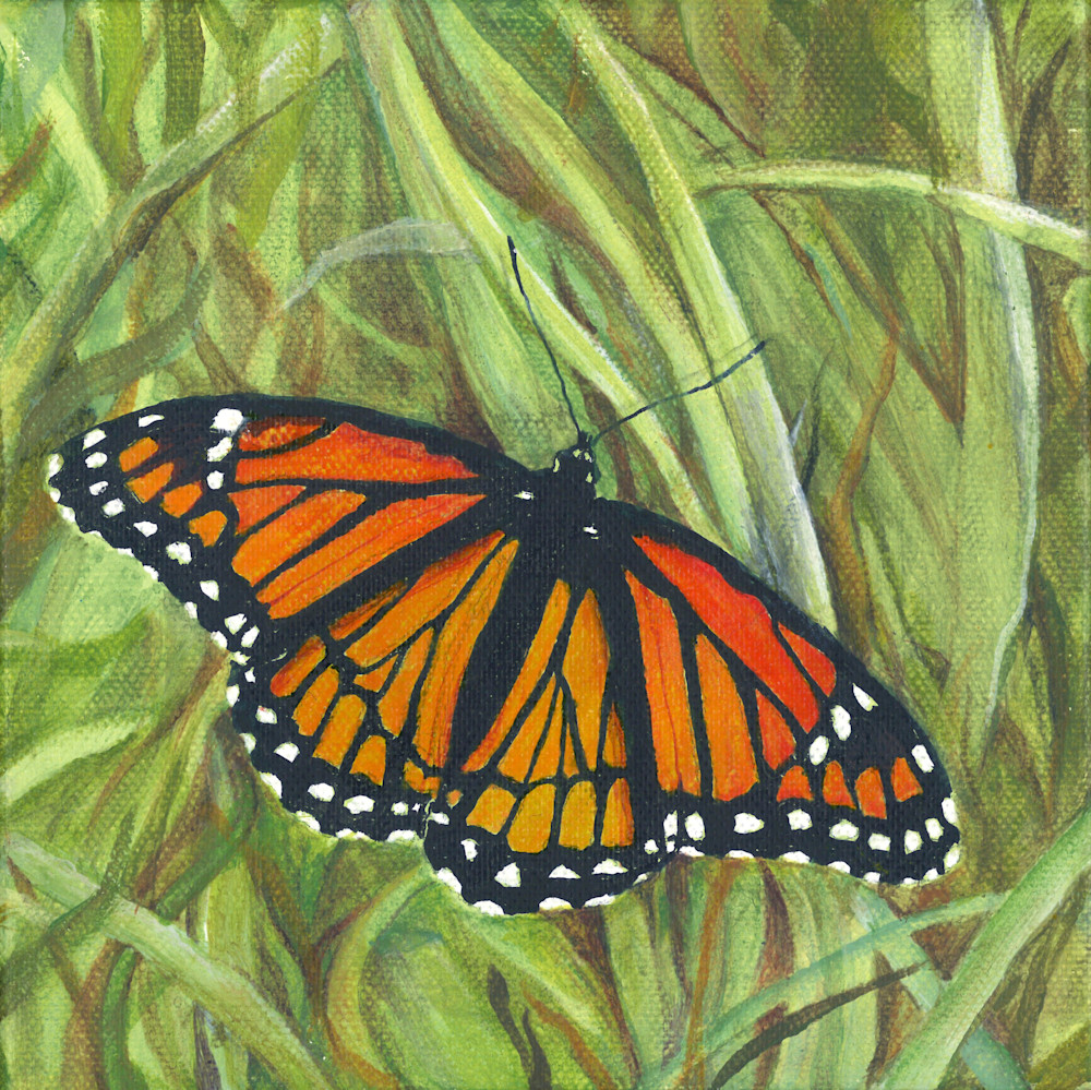 viceroy butterfly orange black
