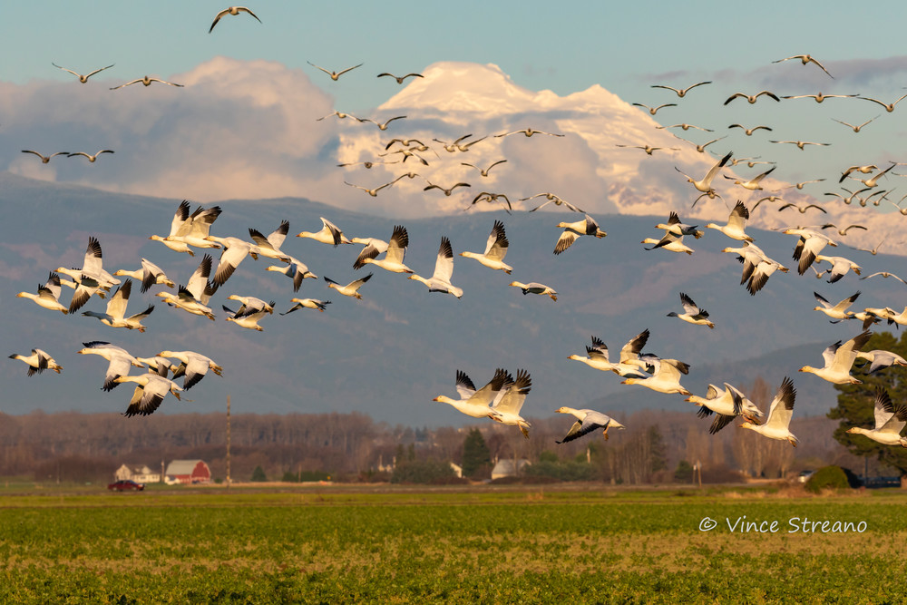 Snow Geese fly over the Skagit Valley in NW Washington