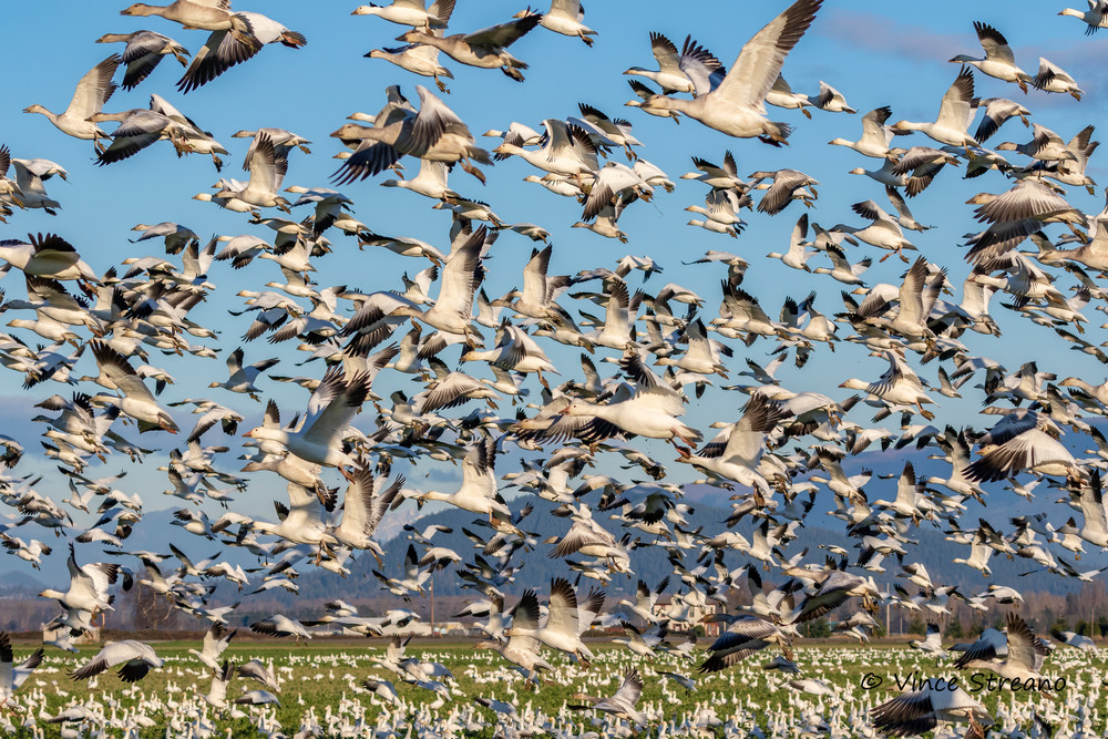 Large flock of Snow Geese in Skagit Valley, Washington