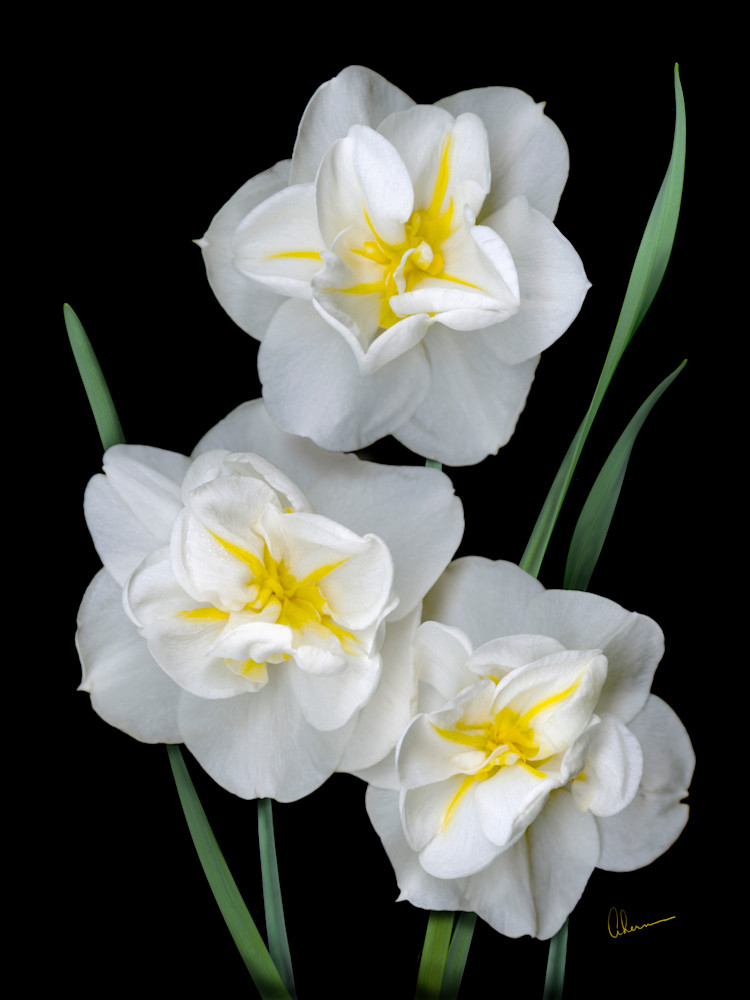 White Daffodil Trio metal wall art. Aluminum Prints by the artist, Mary Ahern.