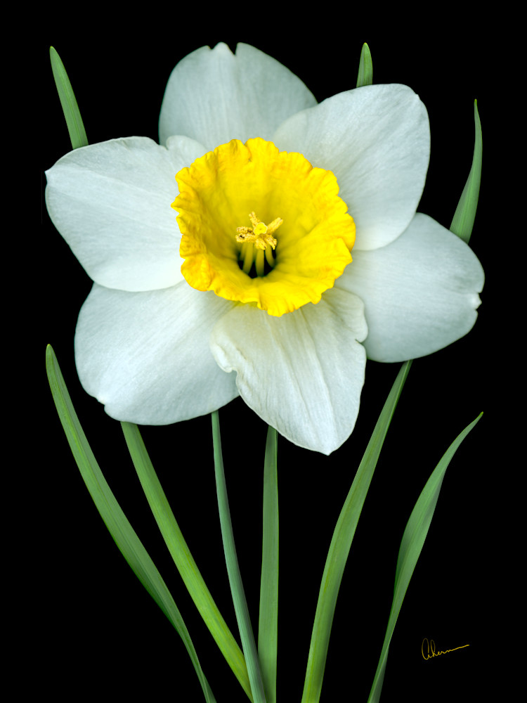 Single White Daffodil metal wall art. Aluminum Prints by the artist, Mary Ahern.