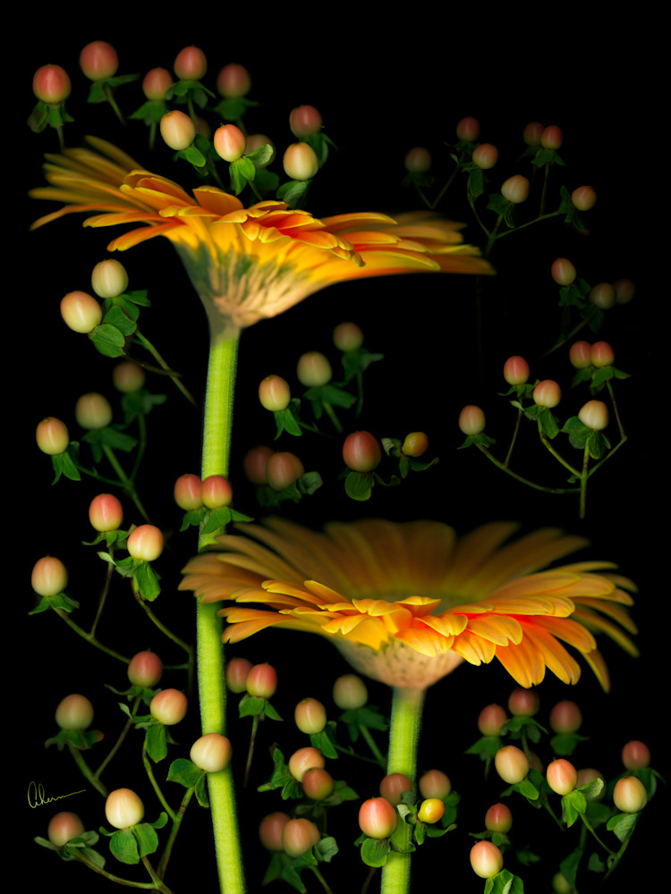 Gerbera Daisies with Hypericum metal wall art. Aluminum Prints by the artist, Mary Ahern.