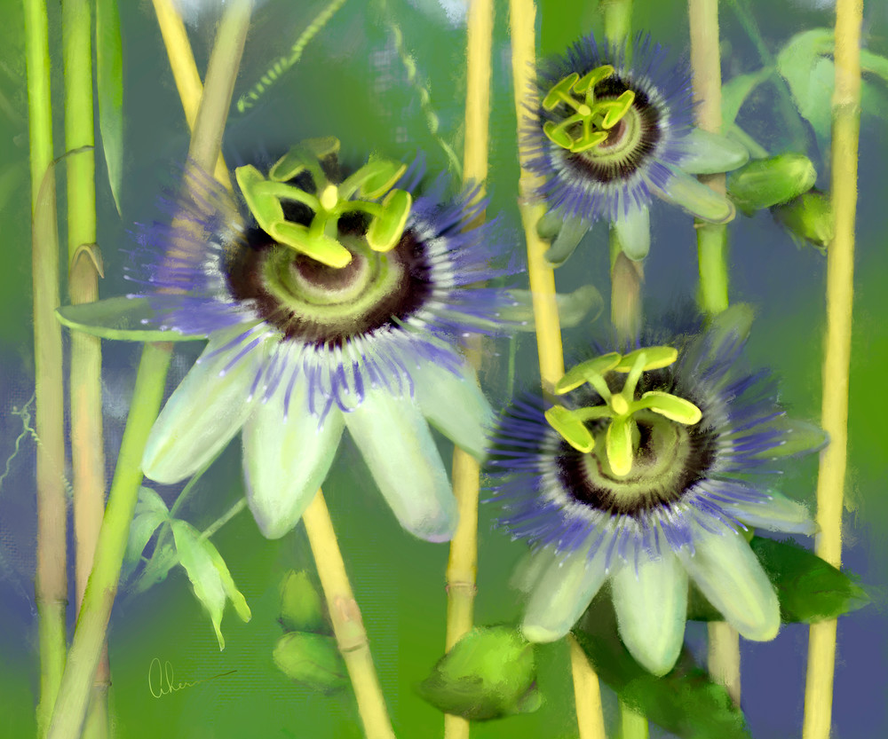 Passion Flowers with Bamboo metal wall art. Aluminum Prints by the artist, Mary Ahern.