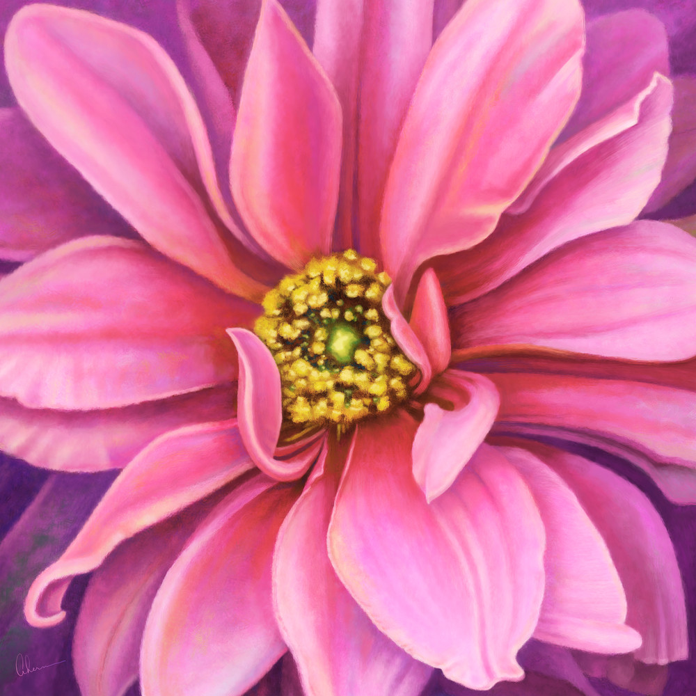 Pink Fascination Dahlia metal wall art. Aluminum Prints by the artist, Mary Ahern.