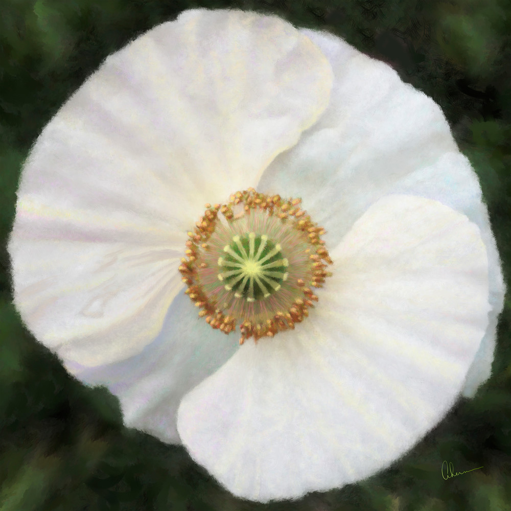 White Iceland Poppy metal wall art. Aluminum Prints by the artist, Mary Ahern.