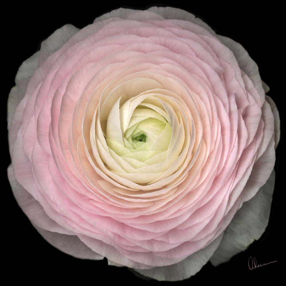 Pink Ranunculus Squared metal wall art. Aluminum Prints by the artist, Mary Ahern.