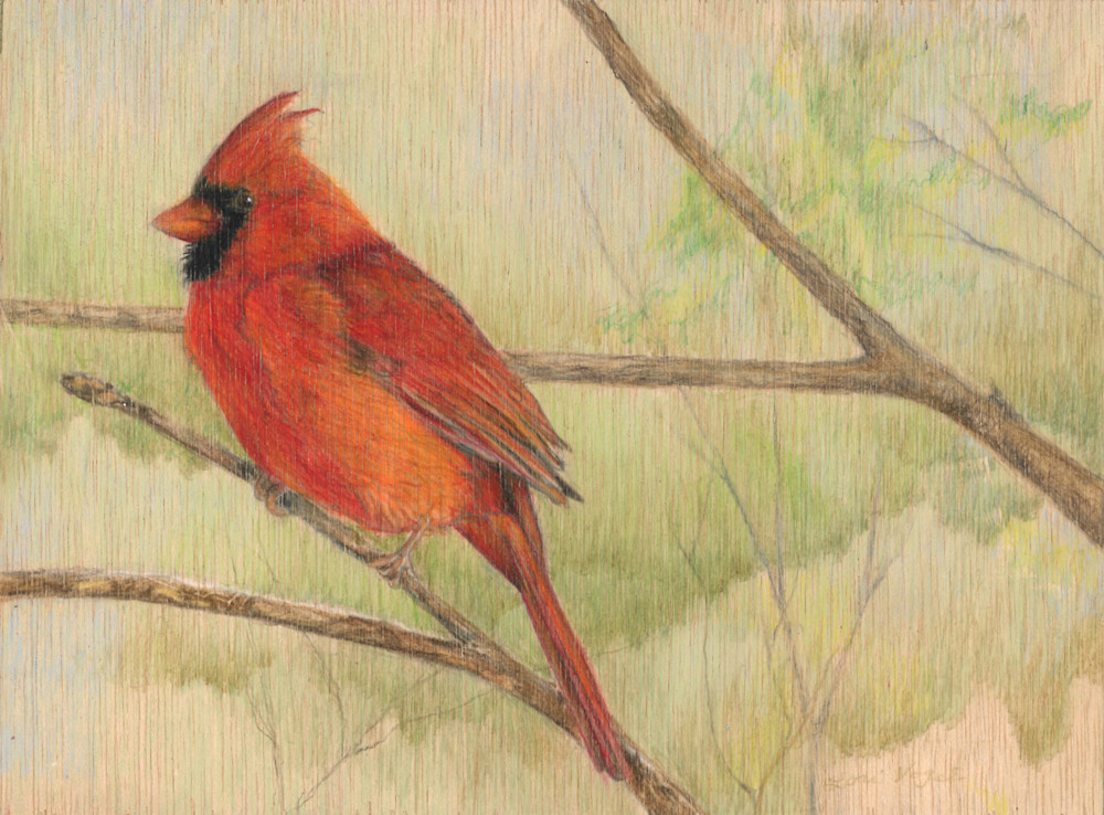 Cardinal bird songbird drawing art Artstorefronts redbird