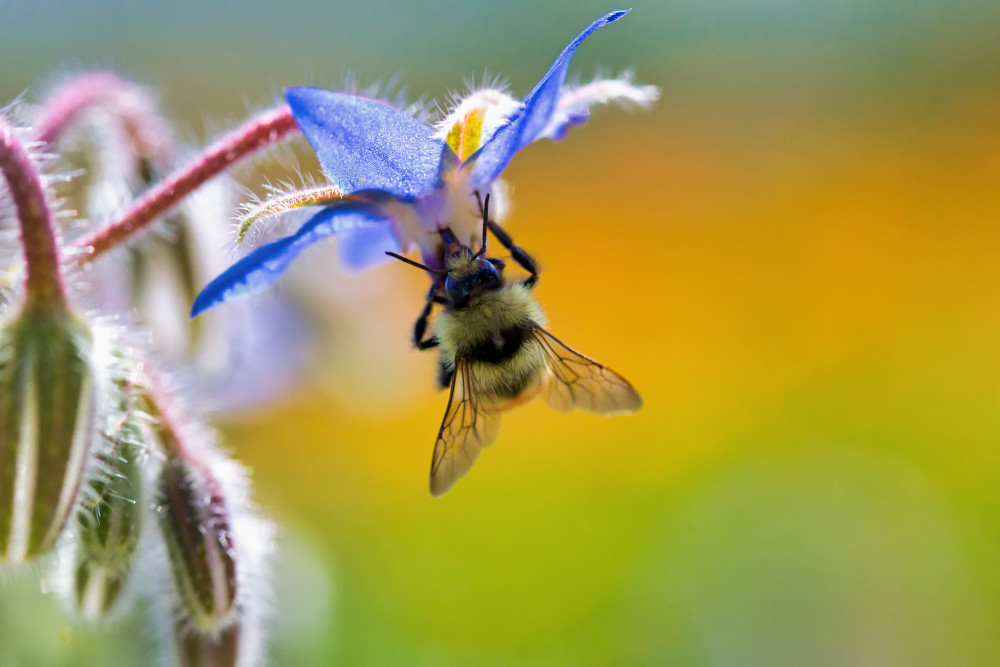 Bee Nature Photography Prints Robbie George