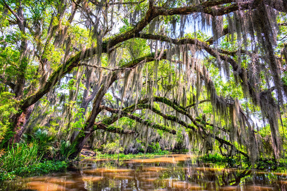 Bayou cathedral Louisiana swamp photography prints