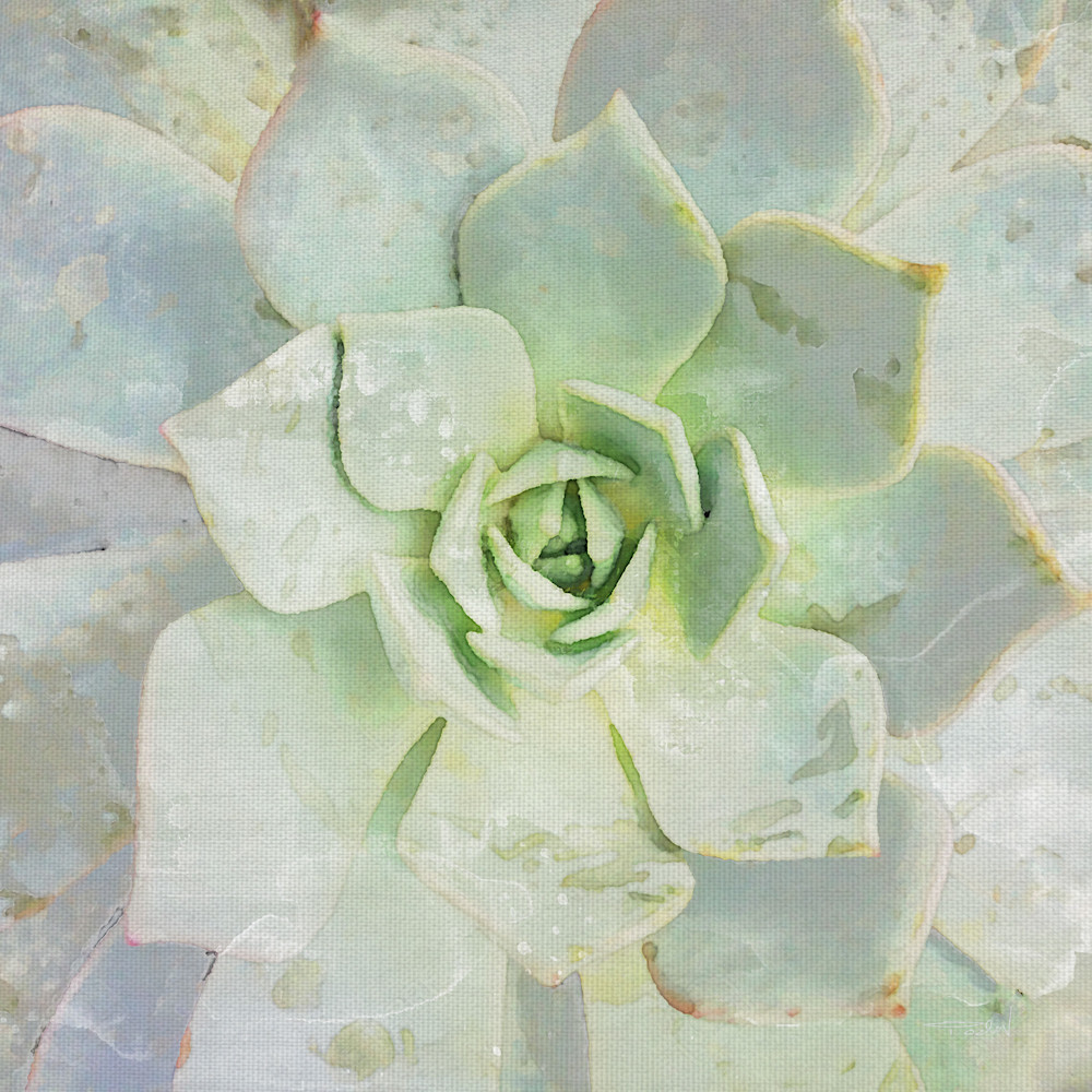 Beauty of a Succulent by artist Irene Orlove Canvas Art Print Beauty of a Succulent by artist Irene Orlove Canvas Art Print