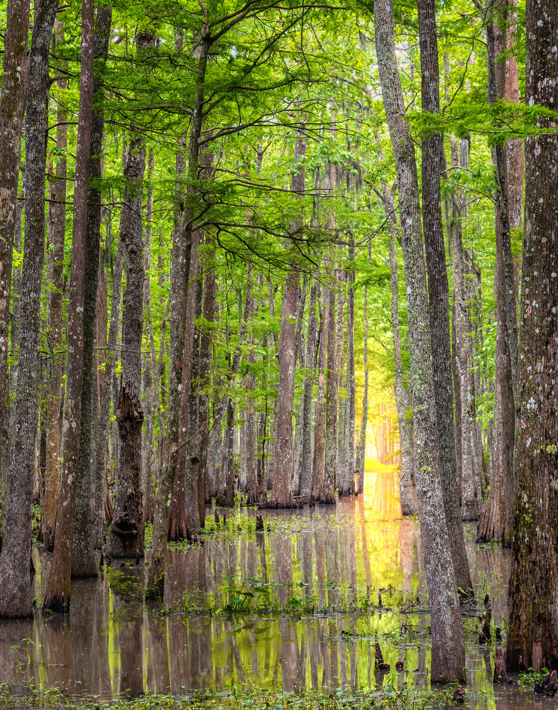 Louisiana cypress tunnel - Swamp fine-art photography prints