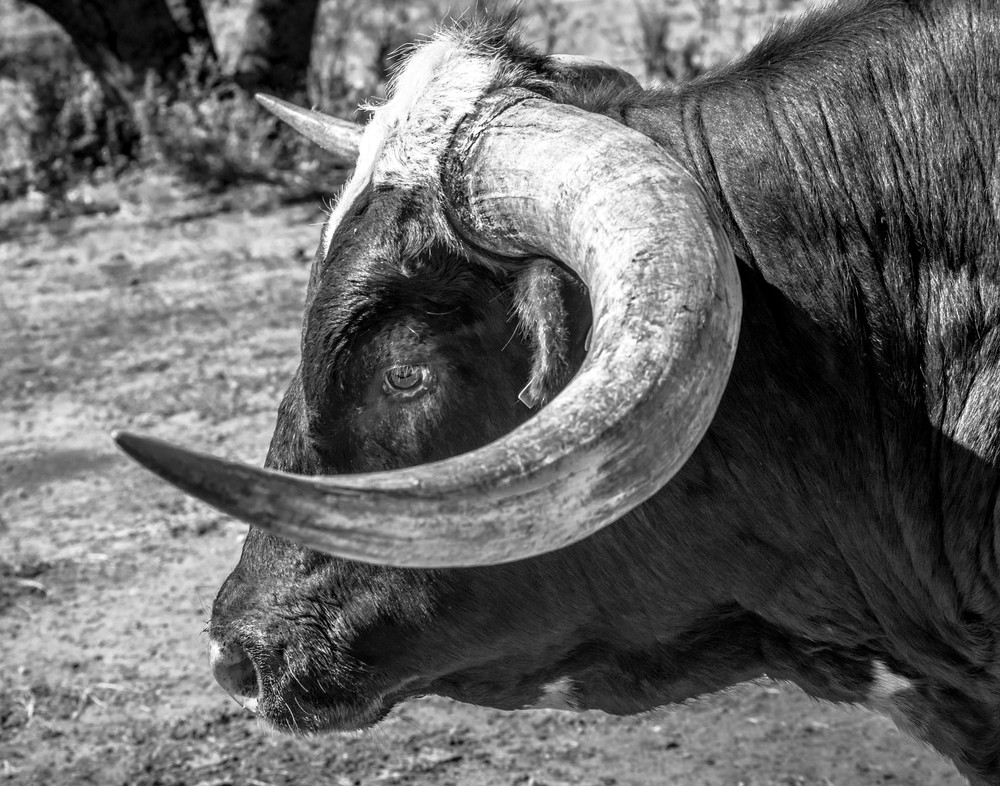 Hook 'em horns longhorn photography print