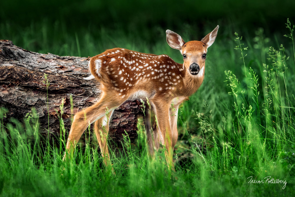 Bambi Art | Trevor Pottelberg Photography