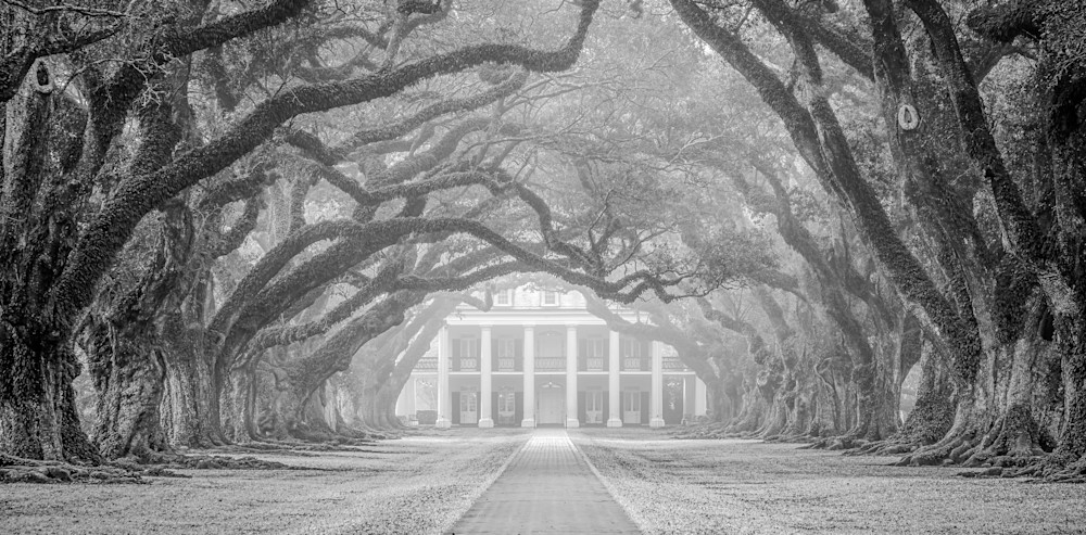 Oak Alley fog photography