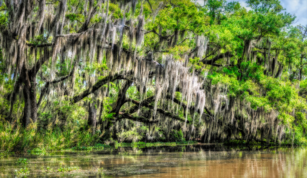 Along the Louisiana bayou photography